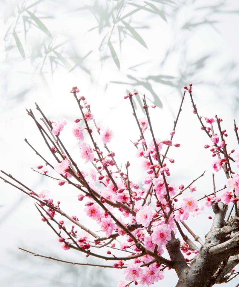梅花修剪的最佳时机是什么时候？如何正确修剪梅花？