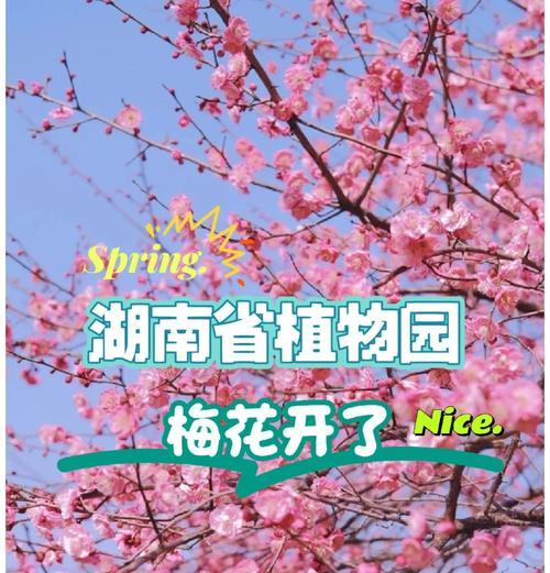 梅花修剪的最佳时机是什么时候？如何正确修剪梅花？