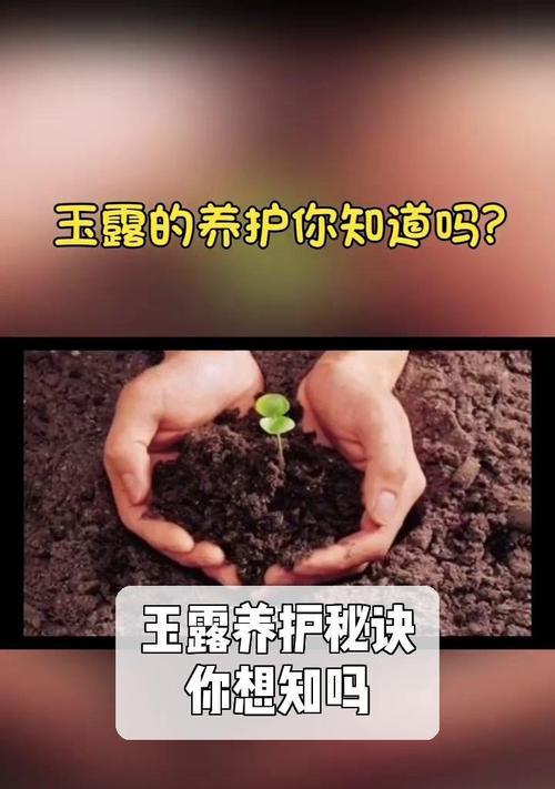 玉露养护的要点是什么？