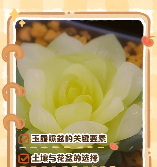 玉露养护的要点是什么？