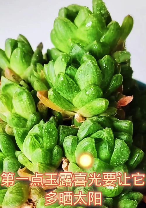 玉露养护的要点是什么？