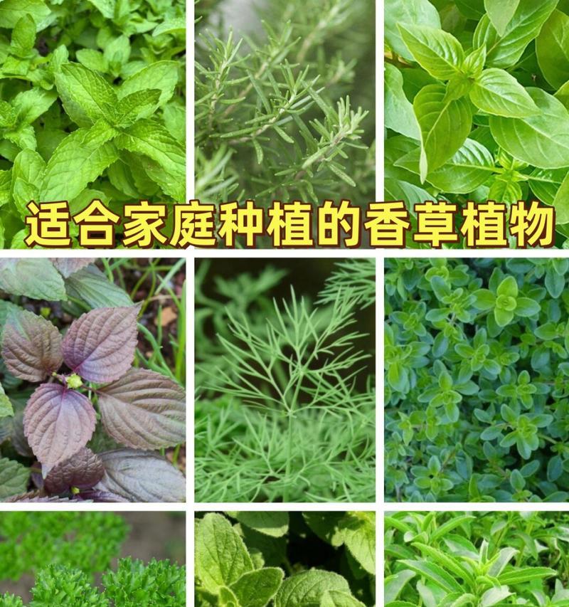 留兰香种植的步骤和注意事项是什么？