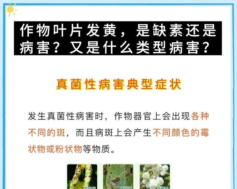 新叶子发黄是什么原因？