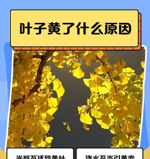 新叶子发黄是什么原因？