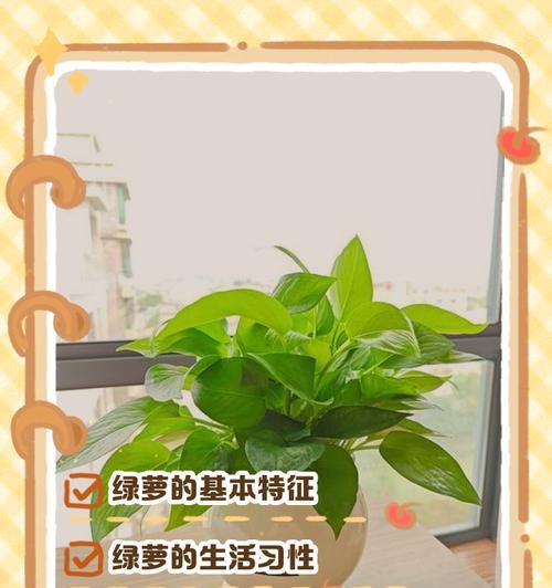 绿萝有多少种品种？各自的特性是什么？