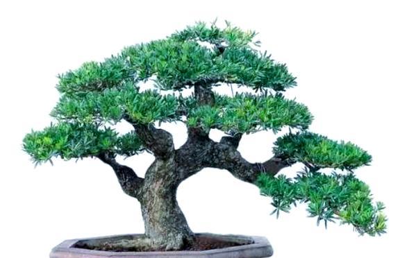 罗汉松盆景冬季养护要点？