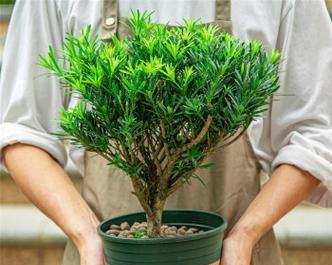 罗汉松盆景冬季养护要点？