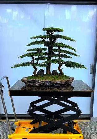 罗汉松盆景冬季养护要点？