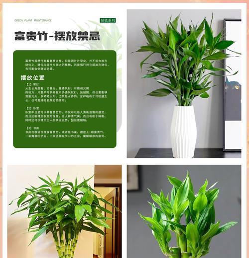 富贵竹转运竹的养殖方法是什么？需要注意什么？
