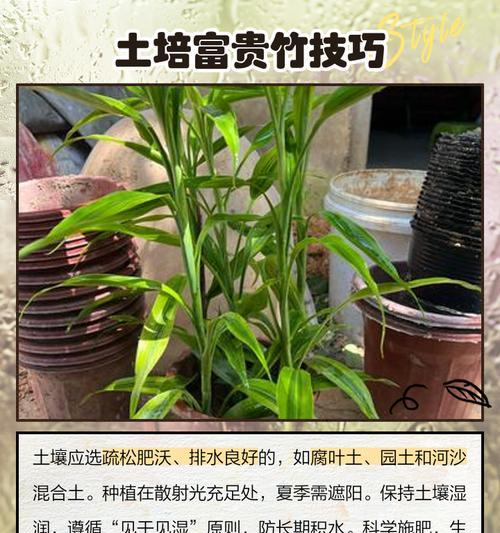 富贵竹转运竹的养殖方法是什么？需要注意什么？