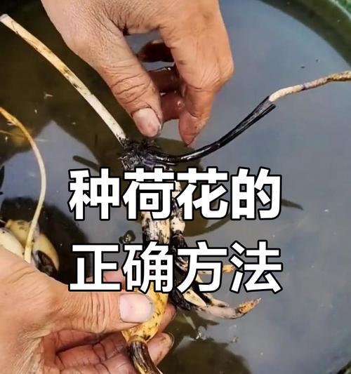 家里养莲花的正确方法是什么？