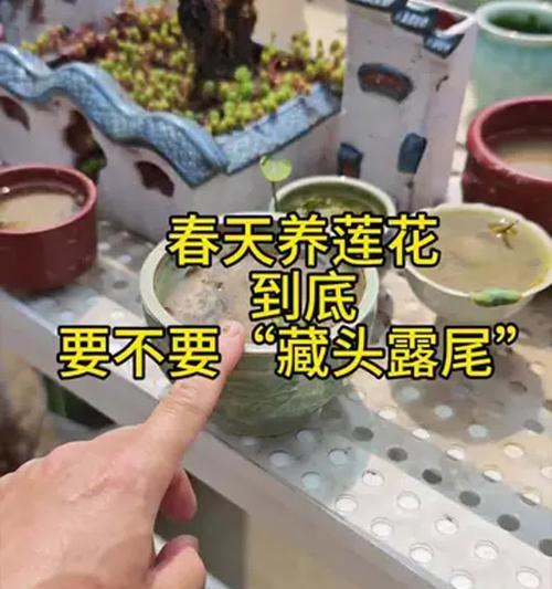 家里养莲花的正确方法是什么？