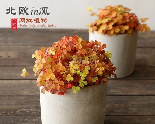 三叶草养殖方法是什么？需要注意什么？
