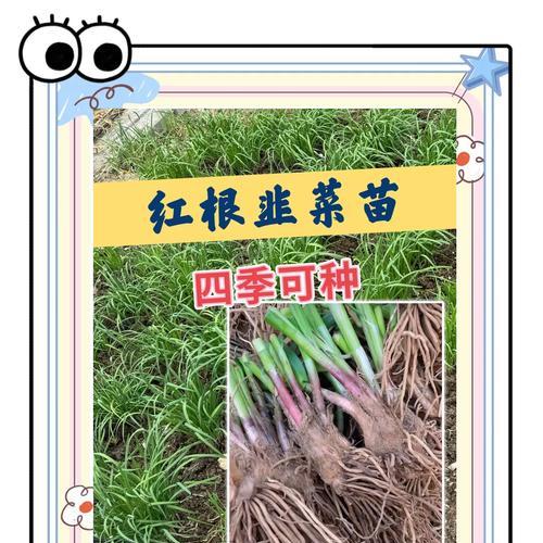阳台种植韭菜的方法是什么？如何保证韭菜的生长？