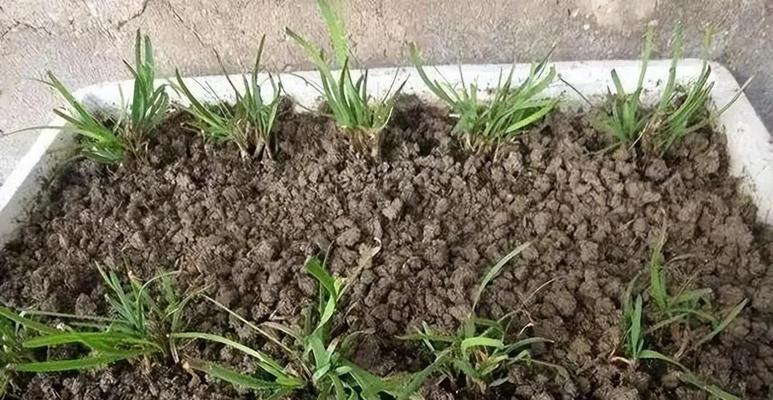 阳台种植韭菜的方法是什么？如何保证韭菜的生长？