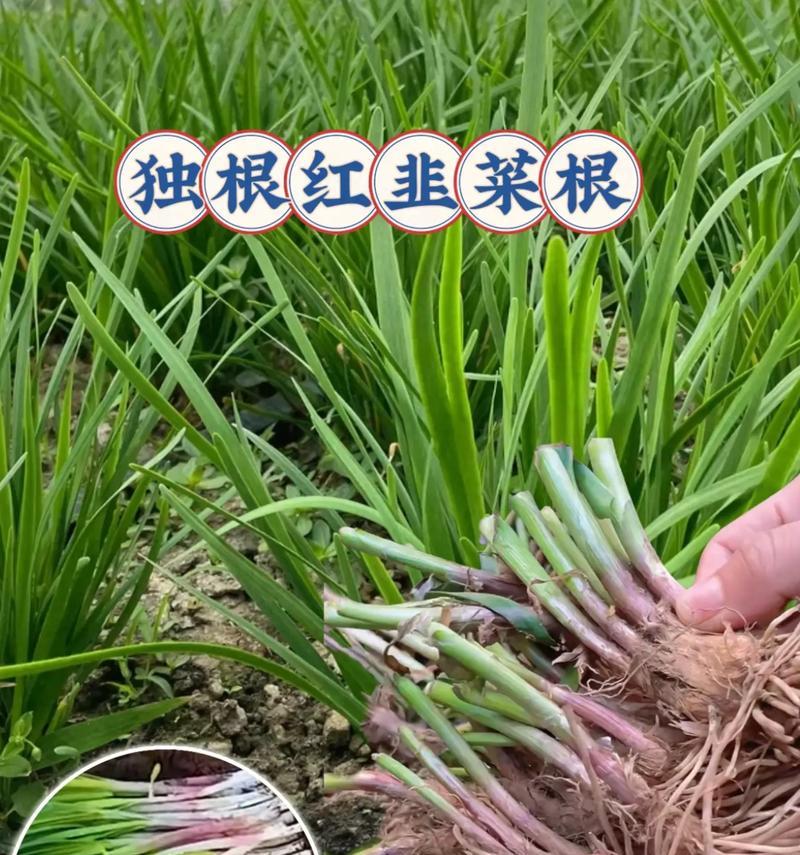 阳台种植韭菜的方法是什么？如何保证韭菜的生长？
