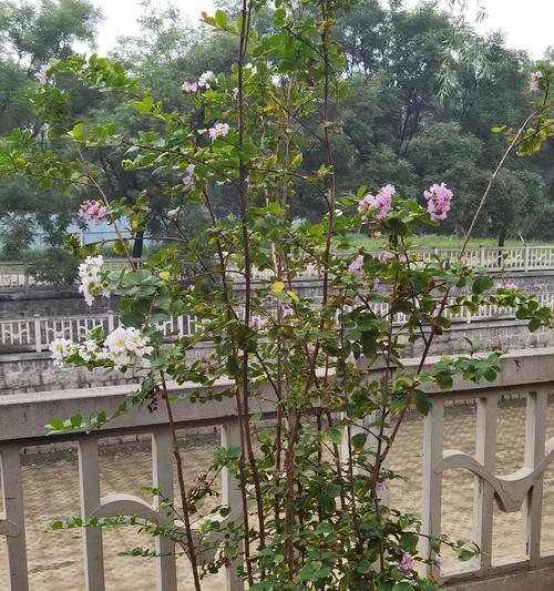 树的花有哪些品种？如何识别不同树种的花朵？