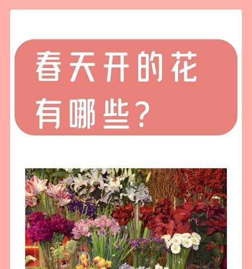 树的花有哪些品种？如何识别不同树种的花朵？