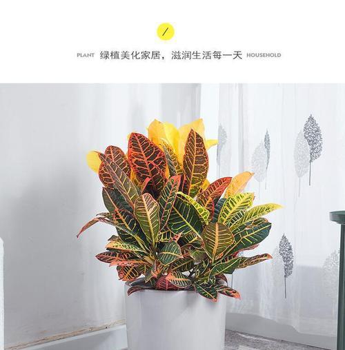 变色木的养殖技巧有哪些？如何保持其颜色鲜艳？