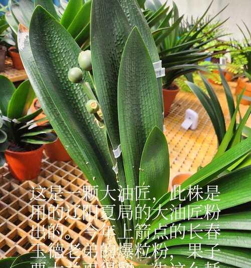 君子兰花土的配制方法是什么？怎样才能满足君子兰的生长需求？