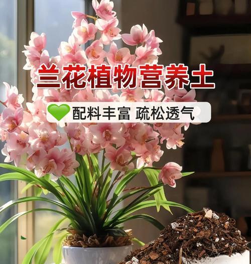 君子兰花土的配制方法是什么？怎样才能满足君子兰的生长需求？