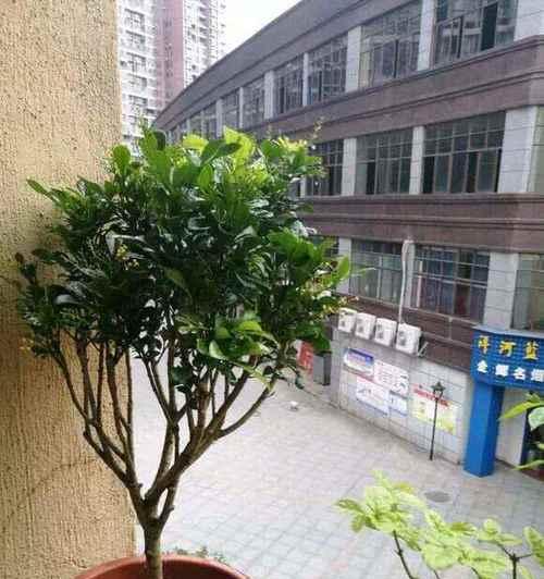 茉莉不开花的原因是什么？如何促进其开花？