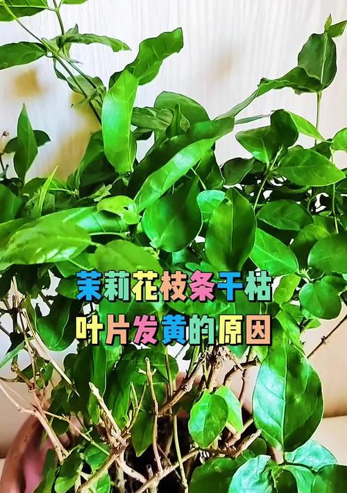 茉莉不开花的原因是什么？如何促进其开花？