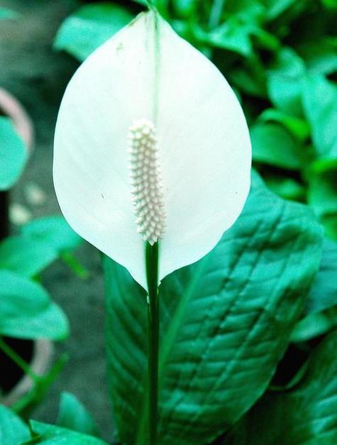 白鹤芋开花的条件和养护方法是什么？