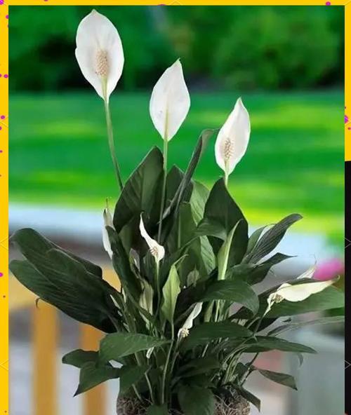 白鹤芋开花的条件和养护方法是什么？