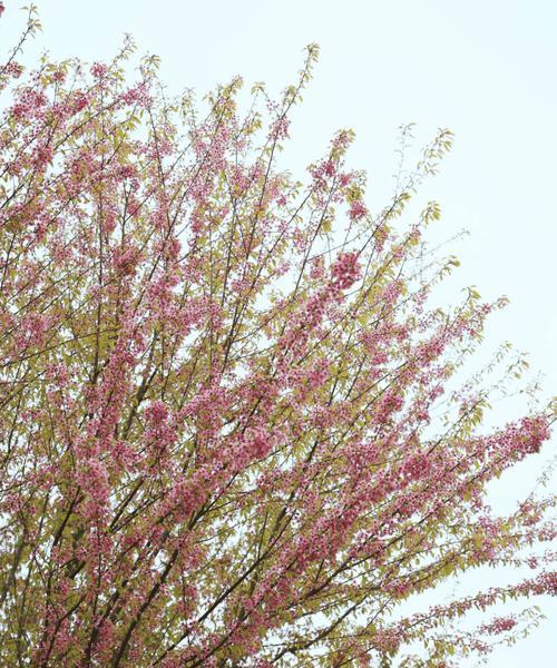 樱花有哪些品种？各自的花期和特点是什么？