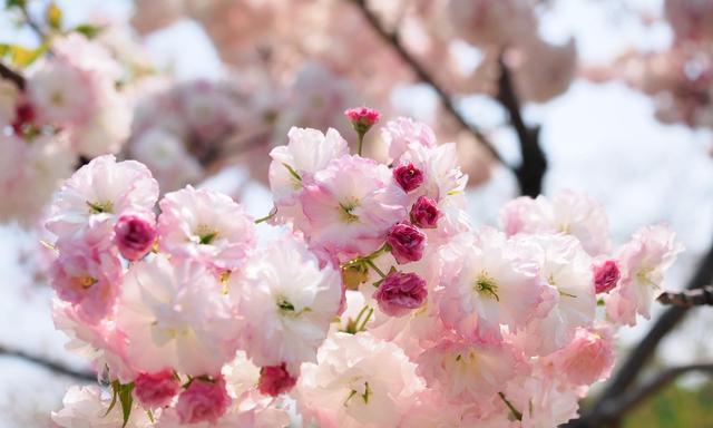 樱花有哪些品种？各自的花期和特点是什么？