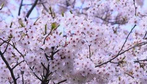 樱花有哪些品种？各自的花期和特点是什么？
