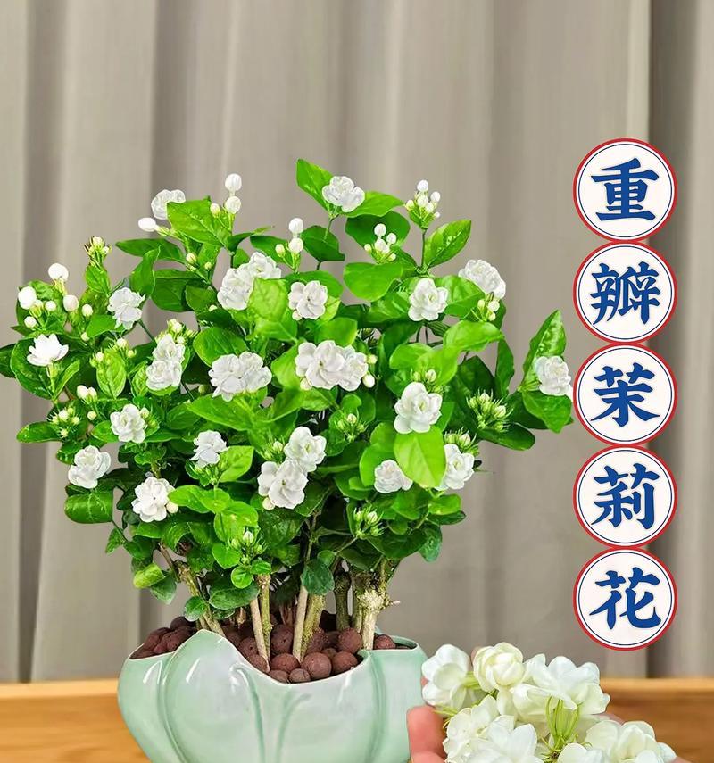 茉莉花最适合用哪种盆栽种植？