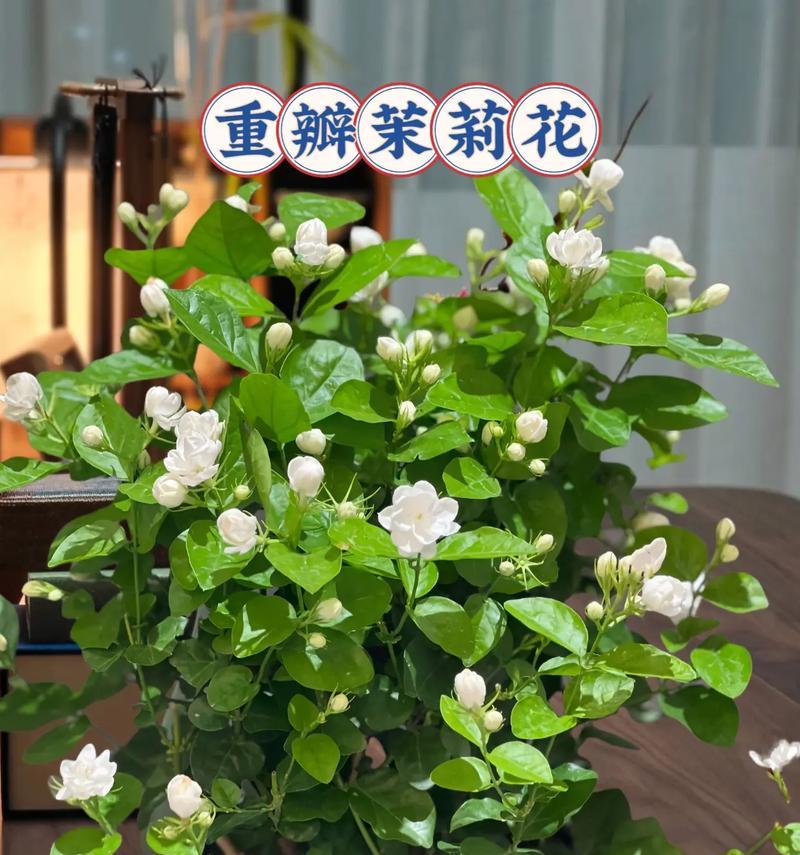 茉莉花最适合用哪种盆栽种植？