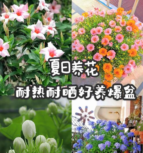 茉莉花最适合用哪种盆栽种植？