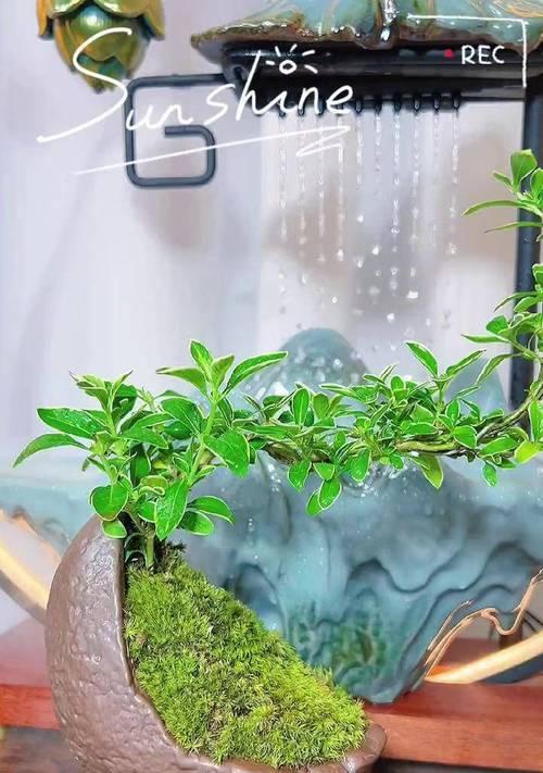夏天适合种植哪些植物？六月有哪些植物开花？