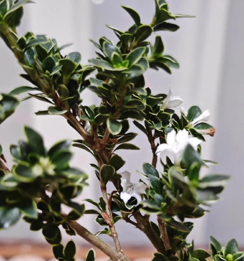 夏天适合种植哪些植物？六月有哪些植物开花？