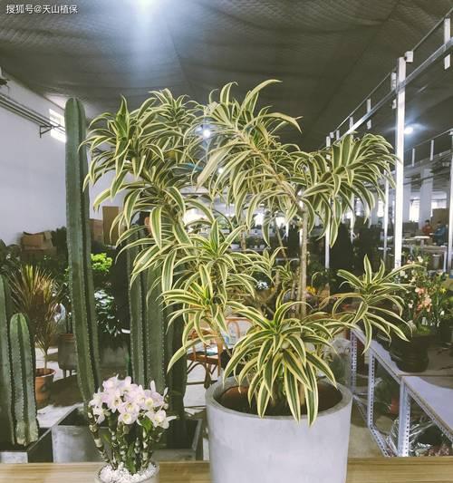 百合竹有哪些品种？各自的生长环境是什么？