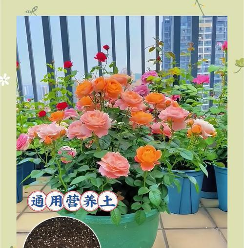 铁树生长所需的理想土壤是什么？