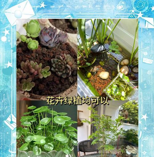 铁树生长所需的理想土壤是什么？