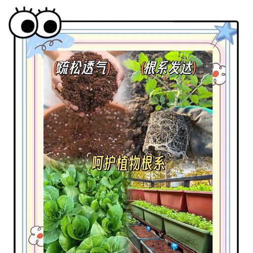 铁树生长所需的理想土壤是什么？