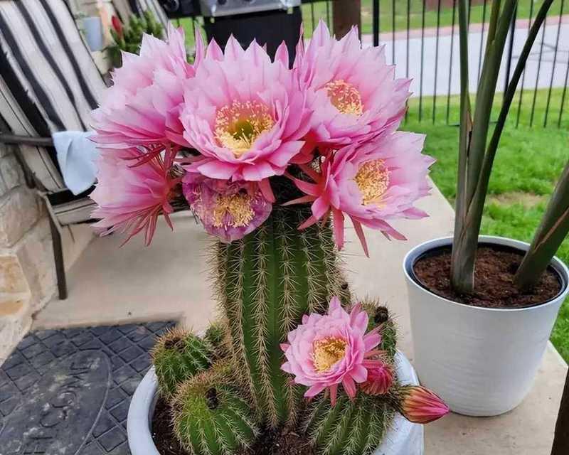 仙人球开花的秘诀是什么？