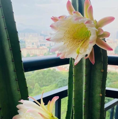 仙人球开花的秘诀是什么？