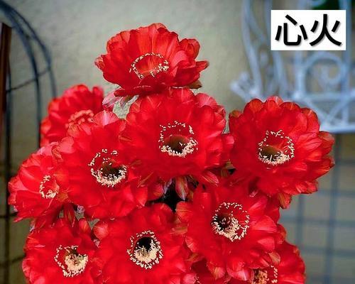仙人球开花的秘诀是什么？