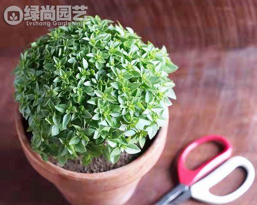 罗勒如何种植？家庭种植罗勒的步骤和技巧是什么？