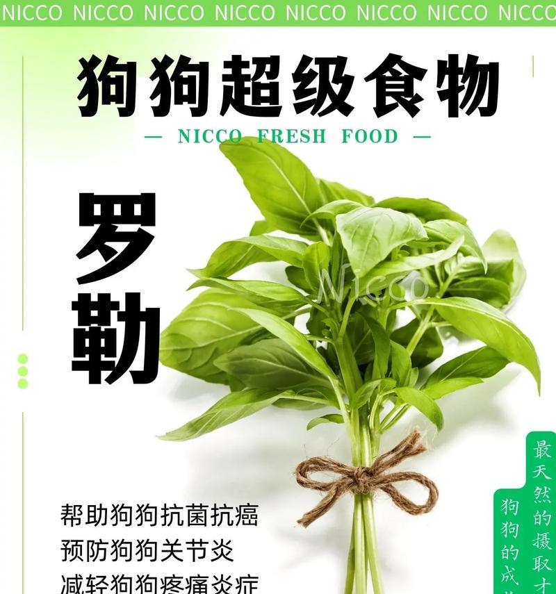 罗勒如何种植？家庭种植罗勒的步骤和技巧是什么？