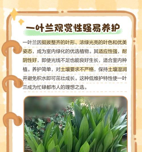 一叶兰的养护技巧有哪些？如何处理一叶兰的常见问题？