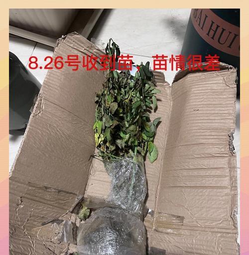 花什么时候换盆？换盆的最佳时机是什么时候？