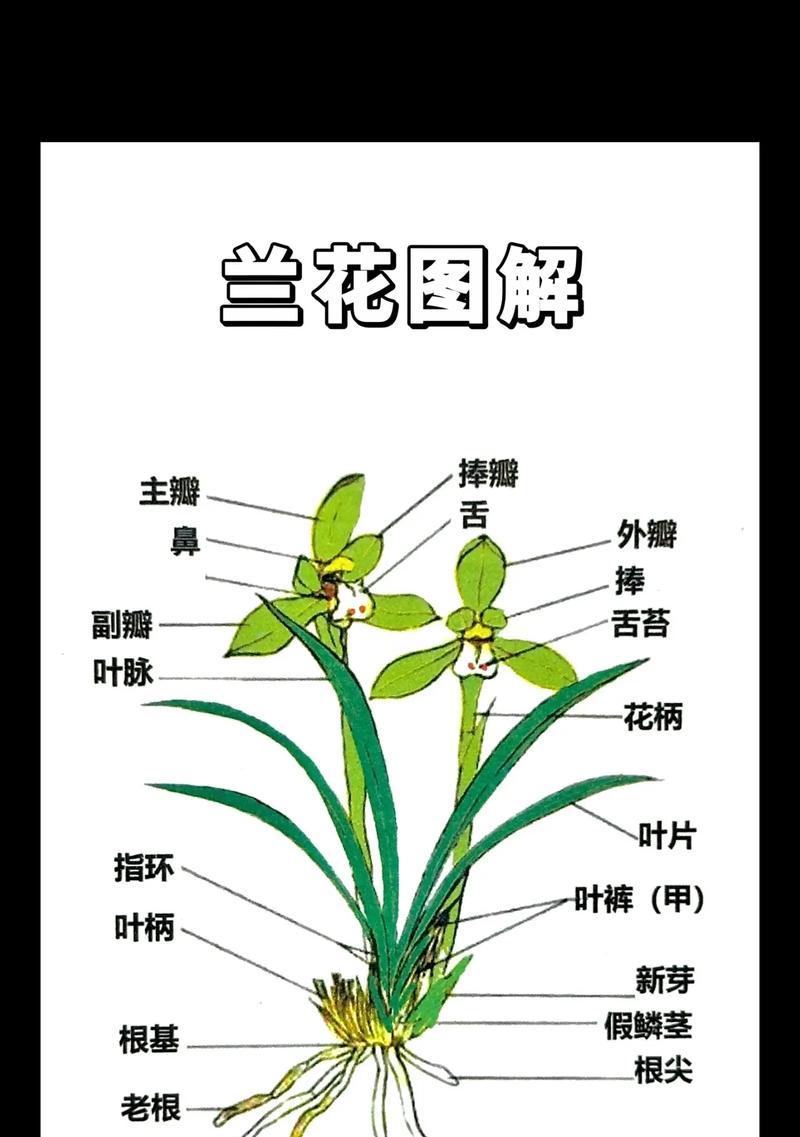 什么春兰品种最受欢迎？春兰的养殖和欣赏要点是什么？