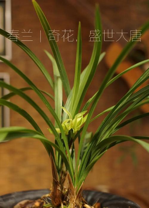 什么春兰品种最受欢迎？春兰的养殖和欣赏要点是什么？